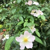 小春日和　Koharubiyori
