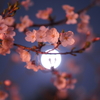今日の一枚「庭の夜桜」(2018.03.26)[花]