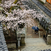雨の奈良県信貴山の朝護孫子寺で桜を撮影。しっとり濡れた瓦屋根が美しい。