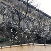 白梅