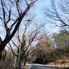 一つ森公園　開花状況（秋田県秋田市）