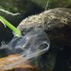オオサンショウウオ Andrias japonicus