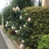 薔薇