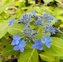 まっきーの植物紹介ブログ