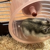 孫にねだられてつい飼ってしまいました...