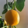 自家栽培のサイパンレモンを収穫して食べてみたI ate home grown lemons