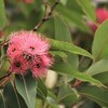 コアラが好きなユーカリの花