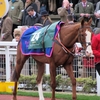 17/03/16 National Hunt Racing - Cheltenham Festival - Fulke Walwyn Kim Muir Challenge Cup