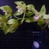  シンビジウム