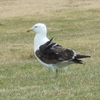 　海鳥三種