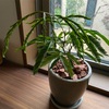 【観葉植物】エバーフレッシュ