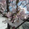 若木の桜咲く