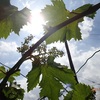 花切りの続き　開花寸前　Pruning of grape inflorescences