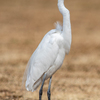 今日の野鳥　チュウダイサギ