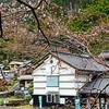 中岡慎太郎の故郷に春。