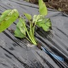 【農作業日誌】🍠紅はるかの切苗を植えました｜雨上がりの畑仕事