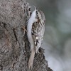 北海道札幌「西岡公園」で見られる主な野鳥を月別にまとめてみた。