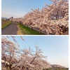 早朝6時の堤防桜