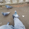 鳩！