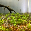 パールグラスのその後と新たにお魚導入🐟