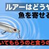 ルアーが持つ集魚効果とはどんなものがあるのか