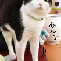 moonsightriverの犬猫好きのアンテナ