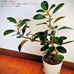 フランスゴムの木とドラゴンズゴールド購入記