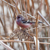 公園の野鳥達（またまたベニマシコ）