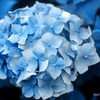 花日記～紫陽花が綺麗な季節になりました