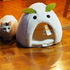 月ちゃんごはんストライキ(仮)。