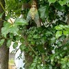子どものコロナ後遺症