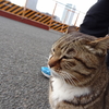 3月後半の #ねこ #cat #猫 その2