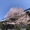 【鎌倉いいね】撮れたて。鎌倉の桜はこの週末まだ楽しめます（4月8日現在）