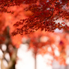 紅葉の岩瀬スポーツ公園