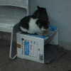 猫 on the box