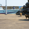 玄海諸島のねこさん