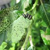 銀座で見つけた柳の害虫