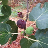 Black Mission Figs and Fuyu Persimmons