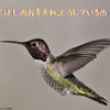 クチバシカケタ