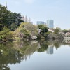 花見 2026：新宿御苑