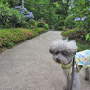 紫陽花の檜町公園