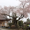 常光寺の桜・・