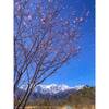 十月桜と冠雪の北アルプスが最高に綺麗【長野県北安曇郡白馬村】