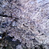 友人宅　庭の桜が満開