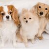 小型犬の年齢ガイド【犬の年齢は人間に換算すると何歳？】年齢に応じたケア方法