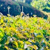 朝のお散歩はおすすめです！　2025-05-03