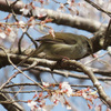 兵庫県川西市）黒川・桜の森。ウグイス（桜）、キセキレイ、モズ、ホオジロ、カワラヒワ、アオジ、シジュウカラ、ヤマガラ、メジロ、シロハラ。