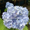 Hydrangea in the rain　梅雨は紫陽花