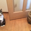 うちの愛猫の困った話