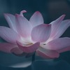 【平家物語 第2巻🪷】平家物語23 座主流し〈ざすながし〉〜平家物語49 蘇武〈そぶ〉